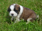 2 chiots Saint-Bernards LOF bicolores à réserver