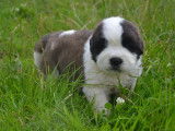2 chiots Saint-Bernards LOF bicolores à réserver