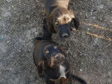 Vente de 2 chiots Cockers Anglais non LOF noirs