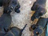 Vente de 2 chiots Cockers Anglais non LOF noirs