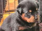 Réservation pour 9 chiots Rottweilers non-LOF
