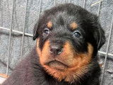 Réservation pour 9 chiots Rottweilers non-LOF