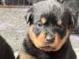 Réservation pour 9 chiots Rottweilers non-LOF