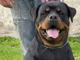Réservation pour 9 chiots Rottweilers non-LOF