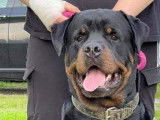 Réservation pour 9 chiots Rottweilers non-LOF