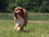 Disponible pour saillie, chien Berger Australien de 7 ans LOF