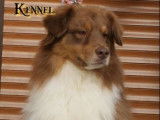 Disponible pour saillie, chien Berger Australien de 7 ans LOF