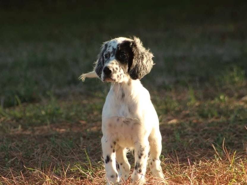 À vendre 5 chiots Setters Anglais LOF : Petite Annonce chien