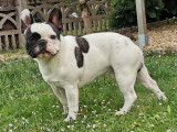 Bouledogue Français disponible pour saillie