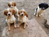 4 chiots Épagneuls Bretons LOF, à vendre