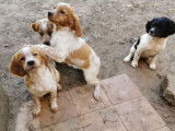 4 chiots Épagneuls Bretons LOF, à vendre