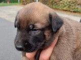 Chiots de type Berger Belge Malinois &agrave; vendre (2 m&acirc;les)