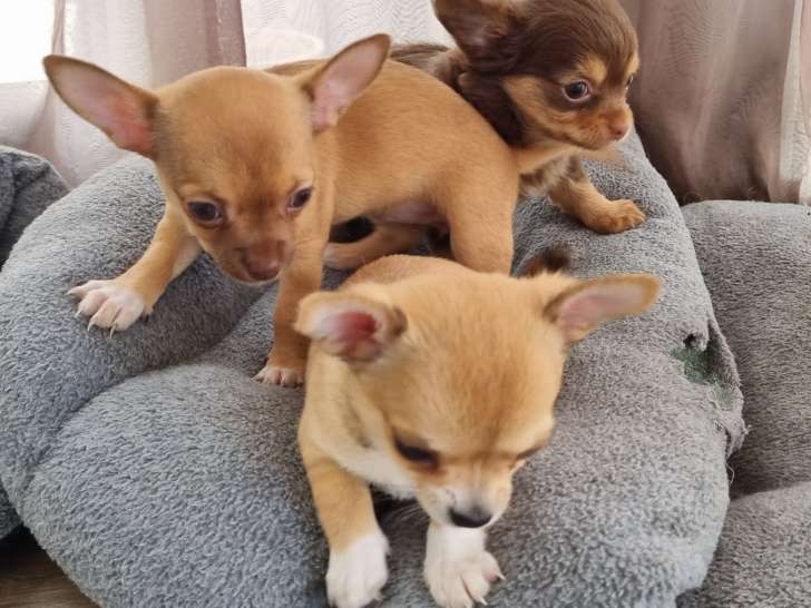 Chiots Chihuahuas à vendre