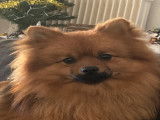 Je m’appelle Simba