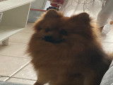Mâle Spitz Allemand fauve pour saillie