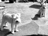 Chiots Schnauzer Nains blancs &agrave; vendre