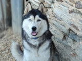 De race Husky Sibérien disponible pour saillie