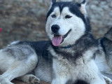 De race Husky Sibérien disponible pour saillie