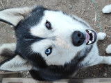 De race Husky Sibérien disponible pour saillie