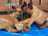 4 chiots Malinois 2 mâles et 2 femelles à vendre