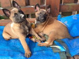 4 chiots Malinois 2 mâles et 2 femelles à vendre