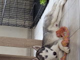 Husky Sibérien disponible pour saillie
