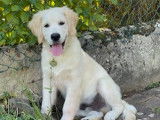 Chiots Golden Retriever LOF à vendre