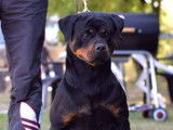 Chiots Rottweiler LOF disponibles