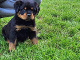Chiots Rottweiler LOF disponibles