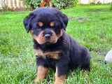 Chiots Rottweiler LOF disponibles