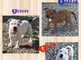 À vendre : 5 chiots Staffordshire Bull Terriers mâles LOF