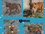 À vendre : 5 chiots Staffordshire Bull Terriers mâles LOF