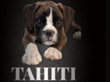 Un chiot Boxer femelle bringé à vendre LOF