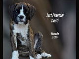 Un chiot Boxer femelle bringé à vendre LOF