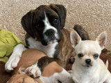 Un chiot Boxer femelle bringé à vendre LOF