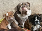 Un chiot Boxer femelle bringé à vendre LOF