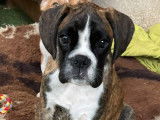 Un chiot Boxer femelle bringé à vendre LOF