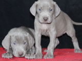 Réservation pour 9 chiots Braques de Weimar LOF