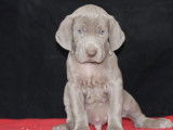 Réservation pour 9 chiots Braques de Weimar LOF