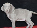 Réservation pour 9 chiots Braques de Weimar LOF