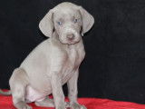 Réservation pour 9 chiots Braques de Weimar LOF