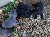 5 chiots Staffordshire Bull Terriers LOF disponibles à la réservation