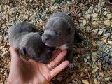 5 chiots Staffordshire Bull Terriers LOF disponibles à la réservation