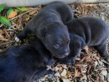5 chiots Staffordshire Bull Terriers LOF disponibles à la réservation