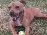 Staffordshire Bull Terrier disponible pour saillie