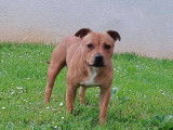 Staffordshire Bull Terrier disponible pour saillie