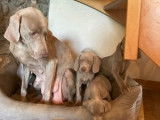 Puissants chiots Braques de Weimar non LOSH disponibles : cinq femelles et deux mâles