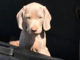 Puissants chiots Braques de Weimar non LOSH disponibles : cinq femelles et deux mâles