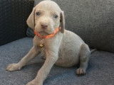 Puissants chiots Braques de Weimar non LOSH disponibles : cinq femelles et deux mâles