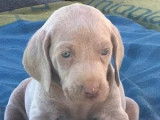 Puissants chiots Braques de Weimar non LOSH disponibles : cinq femelles et deux mâles